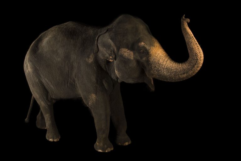 These elephants once roamed across Asia.